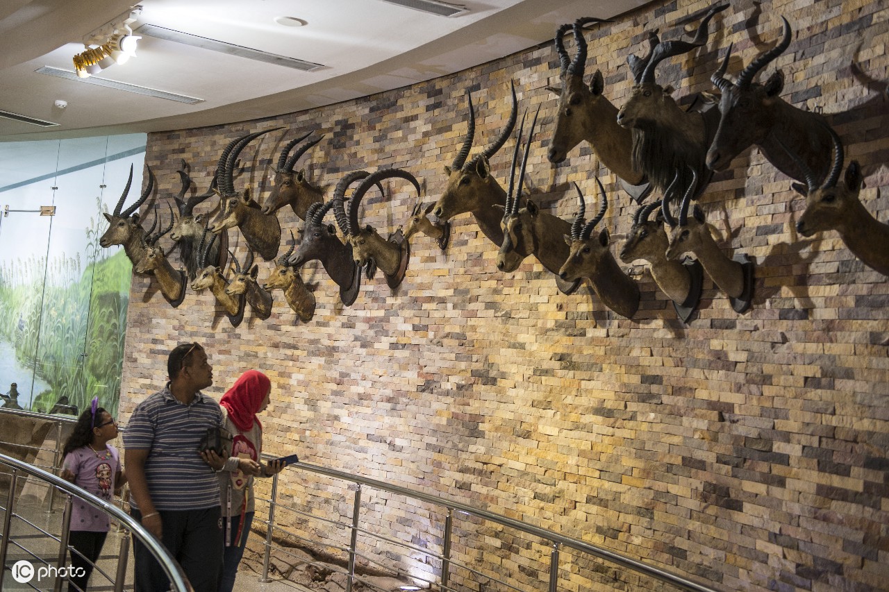 河马骨架显示在动物学博物馆在giza,埃及