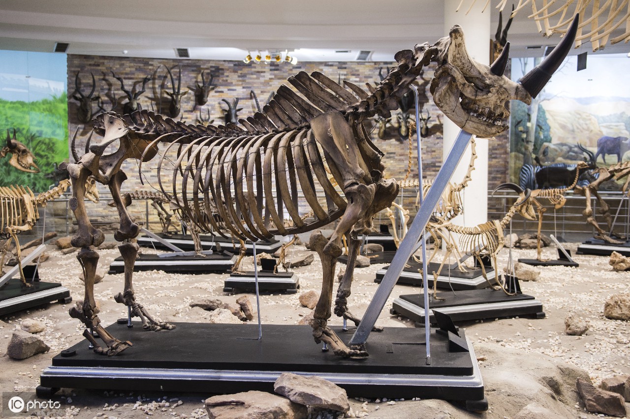 河马骨架显示在动物学博物馆在giza,埃及