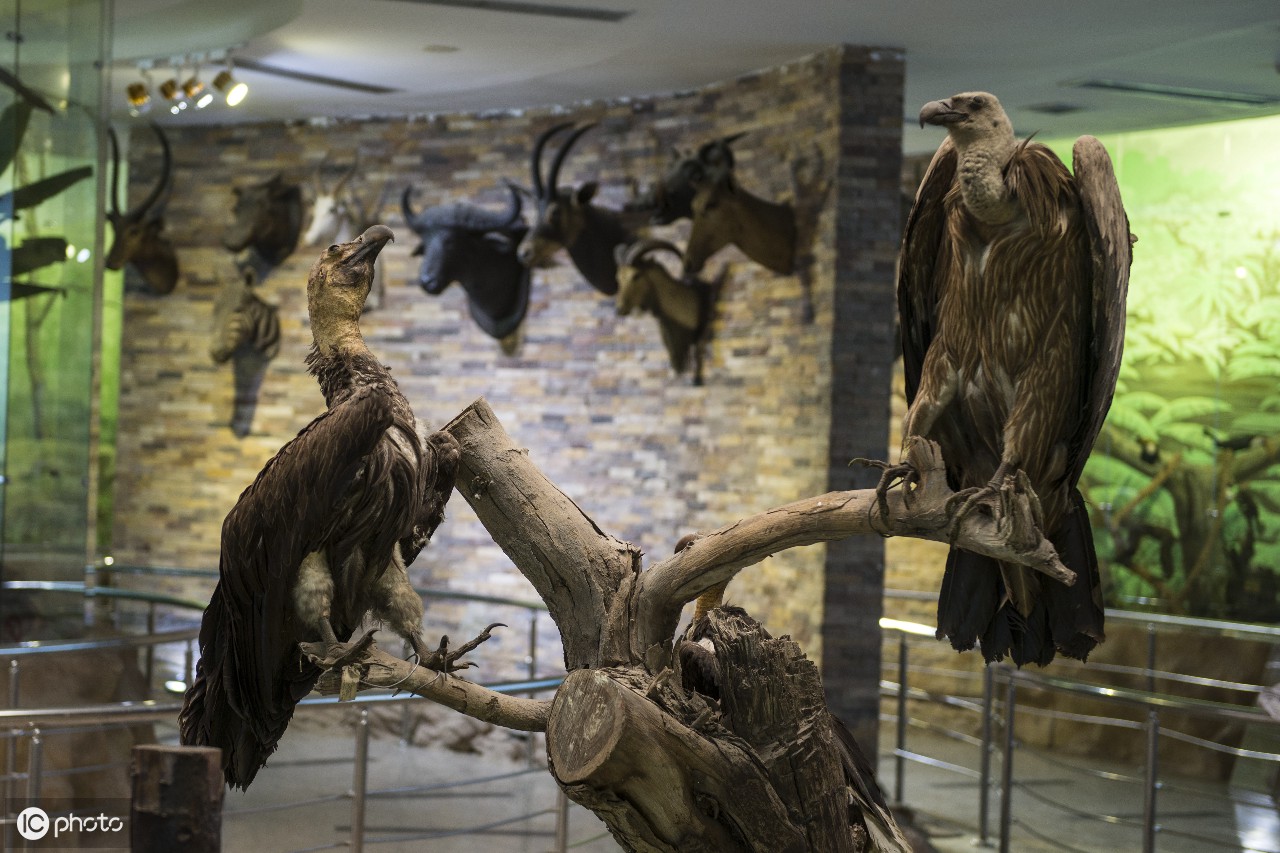 河马骨架显示在动物学博物馆在giza,埃及