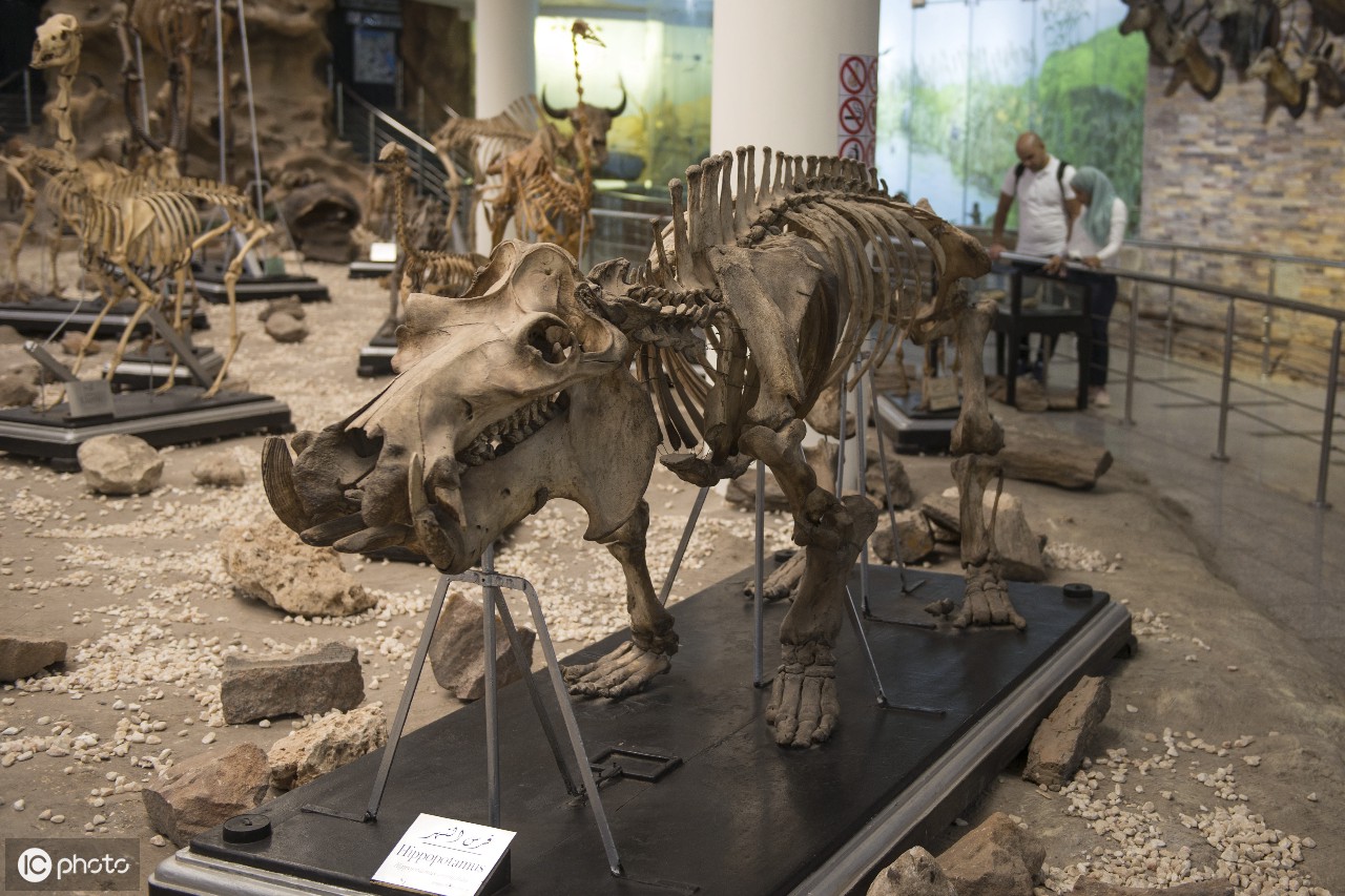 河马骨架显示在动物学博物馆在giza,埃及