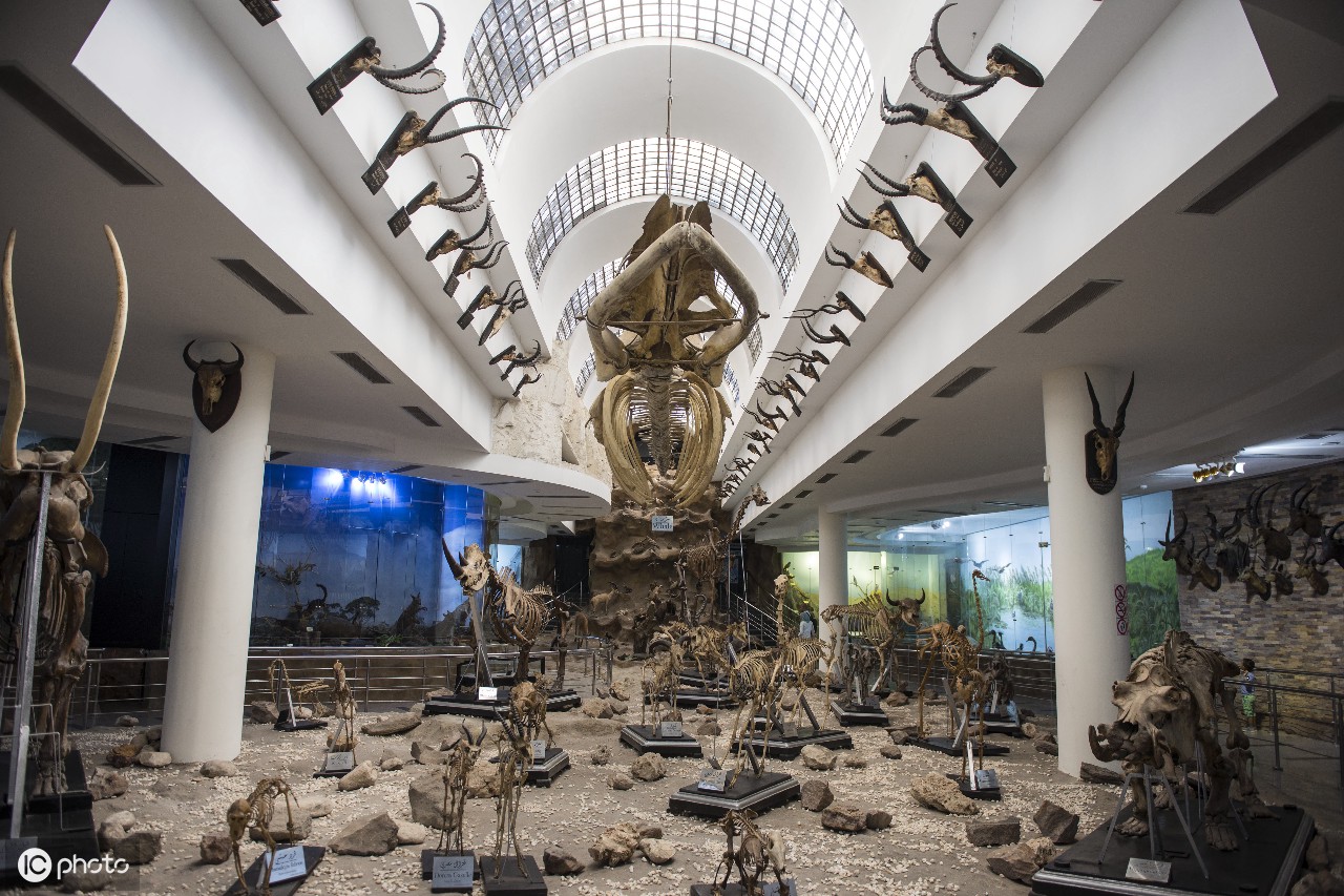 河马骨架显示在动物学博物馆在giza,埃及