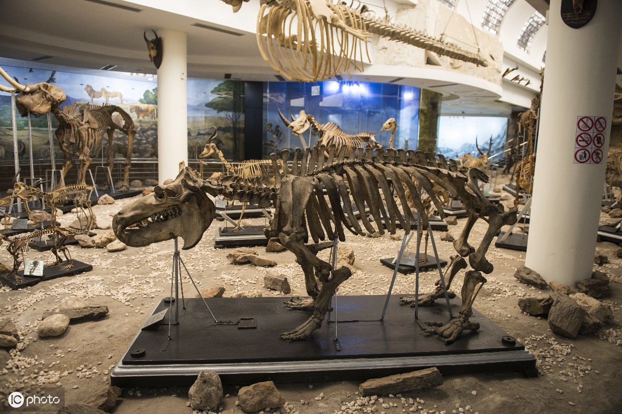 河马骨架显示在动物学博物馆在giza,埃及