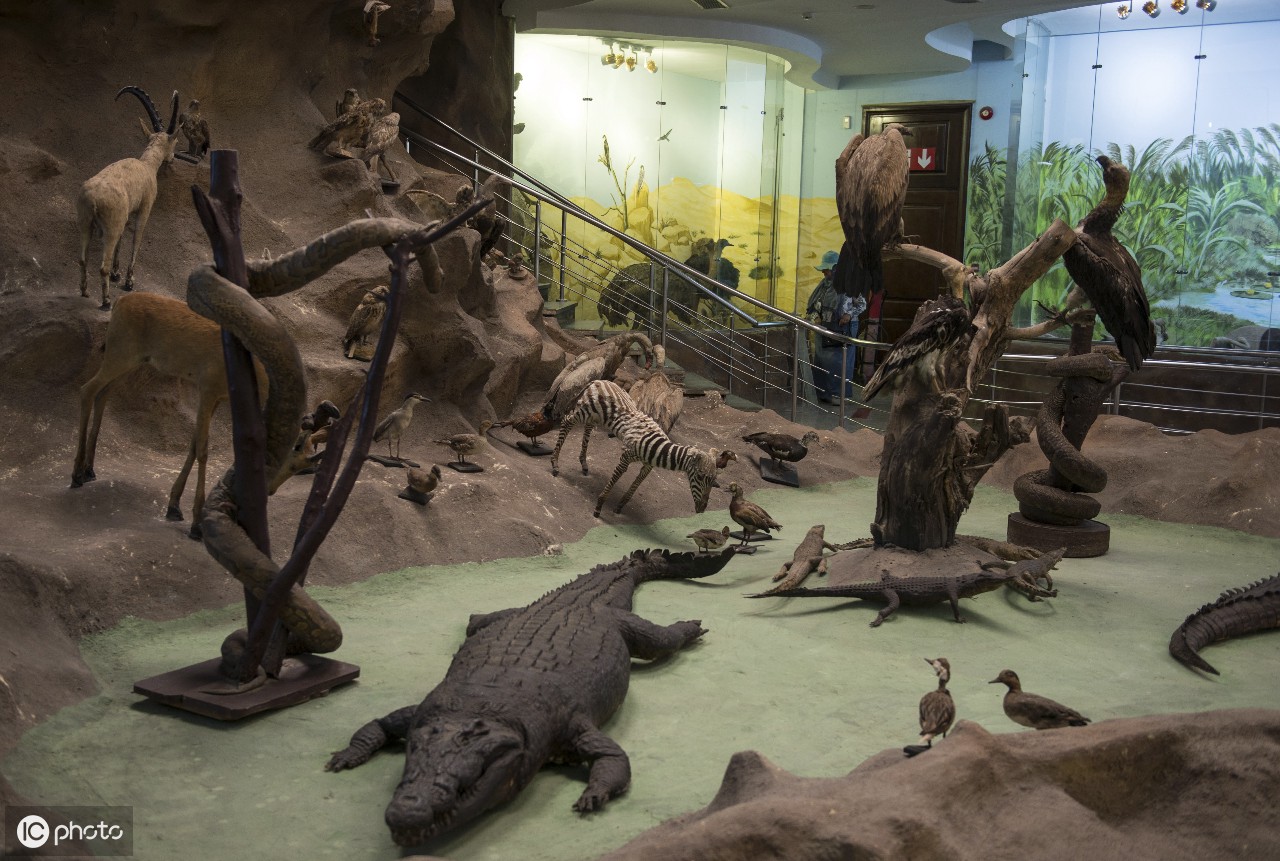 河马骨架显示在动物学博物馆在giza,埃及