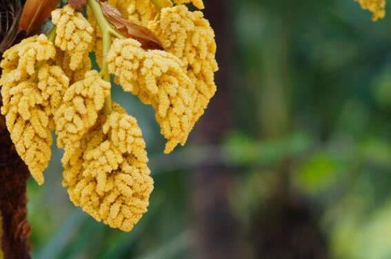 长在树上的"大米",比普通大米好吃像鱼卵,味道鲜美,你吃过吗