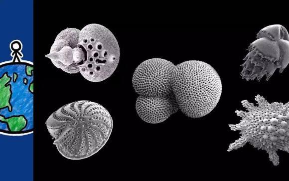 有孔虫是带壳的海生单细胞动物,大多数种类的有孔虫体长不到1毫米