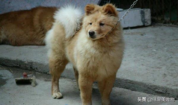 它是我国最古老的犬种之一，因肌肉发达，汉代时曾一度被充作军粮