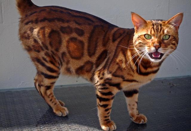 地球上10大最贵的猫品种波斯猫排第五第一卖到了60万元