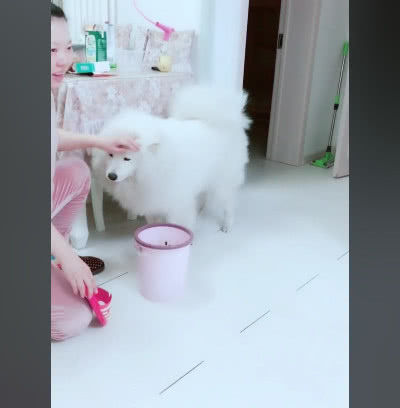 下来跟主人撒撒娇,这事就算过去了,因为长得可爱总是能够被主人原谅