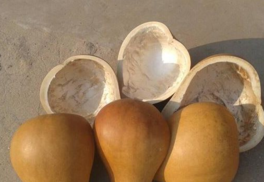 农村家家户户都有的"葫芦",原来都有这么多的好处,你都知道吗