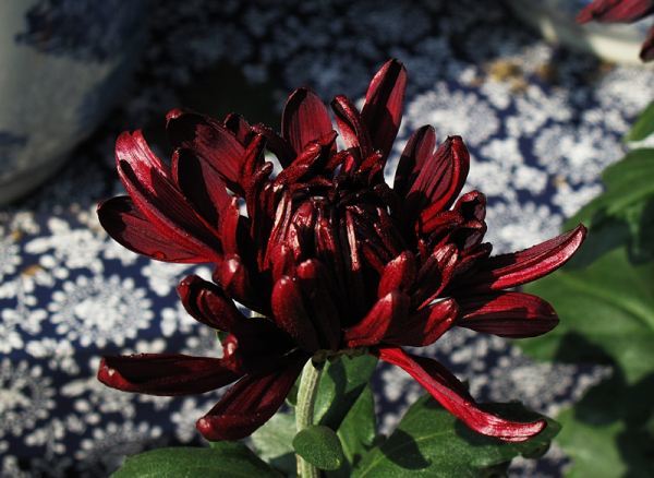 喜欢菊花,不如养盆"花中珍品"墨菊,花开爆盆, 花苞爬满枝头