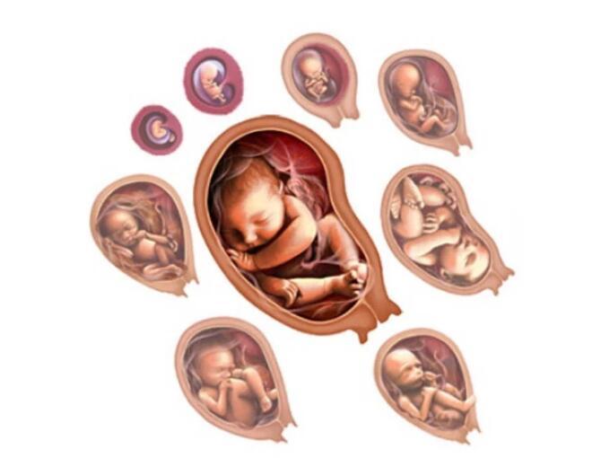 孕中期胎儿发育稳定,孕妇早孕反应基本消失,肚子也不是特别大,可以说