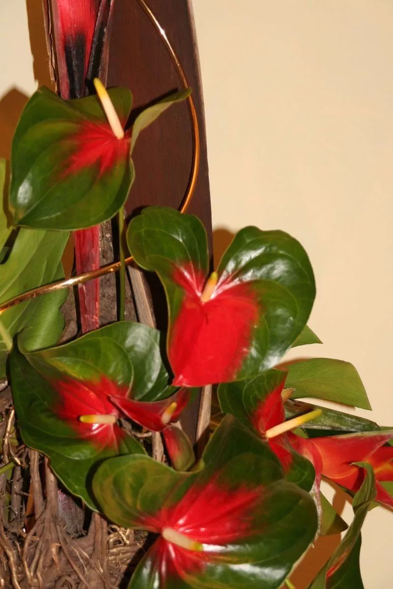 红掌在室内养的几个关键让花后还能开花花朵更加斑斓