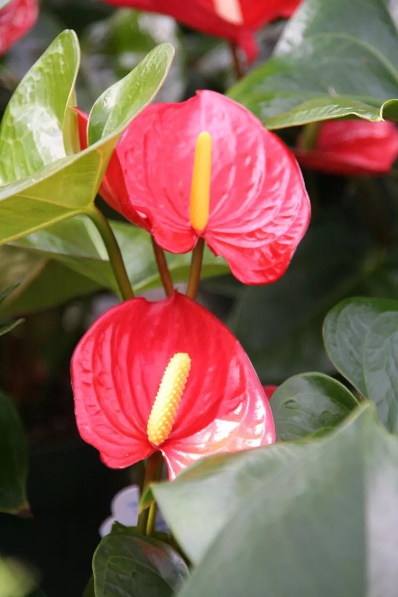 红掌在室内养的几个关键让花后还能开花花朵更加斑斓