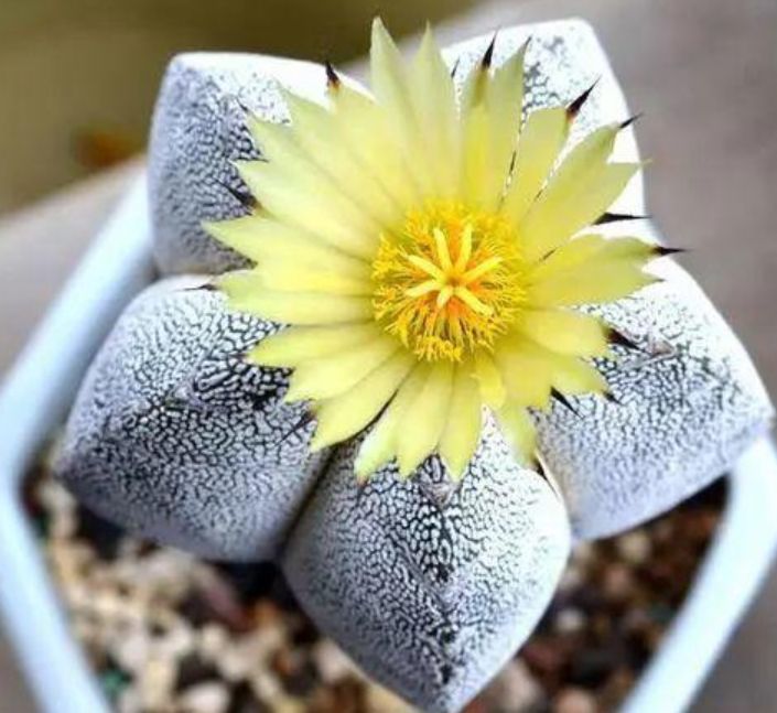 多肉鸾凤玉名字吉祥观赏性强这样养护做长的更加漂亮