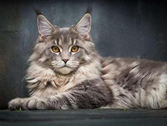 猫中小老虎,缅因猫来啦,小心萌翻你