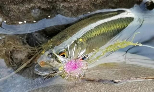 额尔齐斯河飞钓花翅子此鱼被誉为溪流里的女士