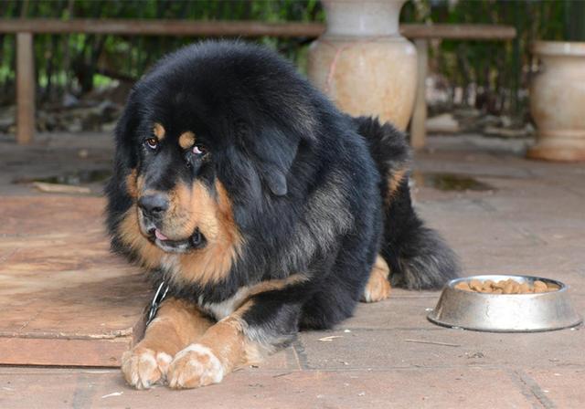 黑色藏獒重达百斤,曾经受到不公正待遇,如今却是温柔保镖