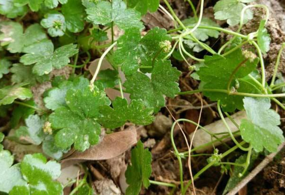 这种野草外形酷似三叶草,茎叶味辛还长得茂盛,是一味不错的草药