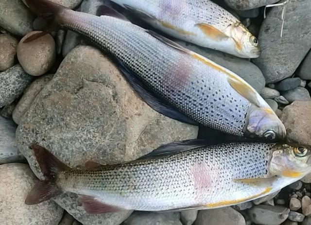 额尔齐斯河飞钓花翅子此鱼被誉为溪流里的女士