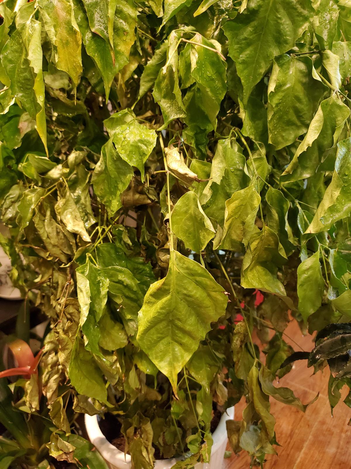 为啥你换盆后花草都蔫了?这几件事没做好,分分钟叶子掉光变秃头