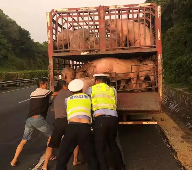 一群猪高速上散步,为防止碰撞民警将重达5百斤的猪一头头搬上车