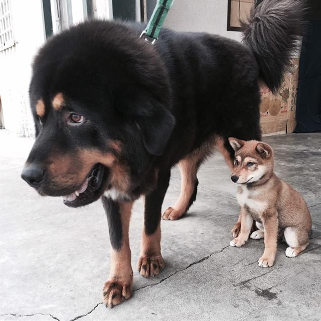 黑色藏獒重达百斤,曾经受到不公正待遇,如今却是温柔保镖