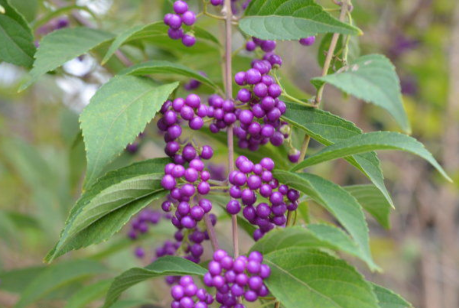 这枇杷叶紫珠不仅长得也别,而且还是一种很好的药材,浑身上下都是宝