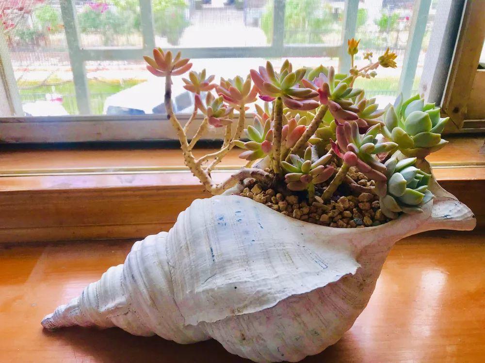 威海00后小姑娘用贝壳养多肉造型精巧可爱你心动了吗