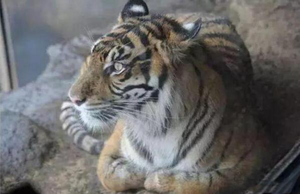 猫咪为什么喜欢揣手手，其实是个习惯，大猫也会这样哦|猫咪|大猫|关节_新浪新闻