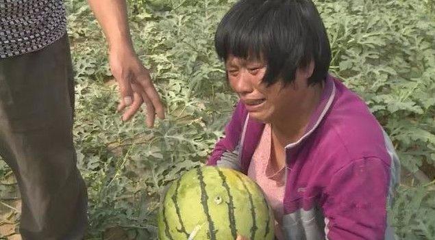 4300个西瓜全被人下了毒,种瓜农民损失7万元,一年白忙活!
