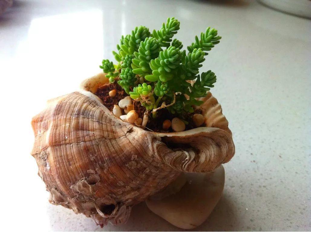 怎么样看到这些精致的贝壳"小花盆"是不是心动了呢?