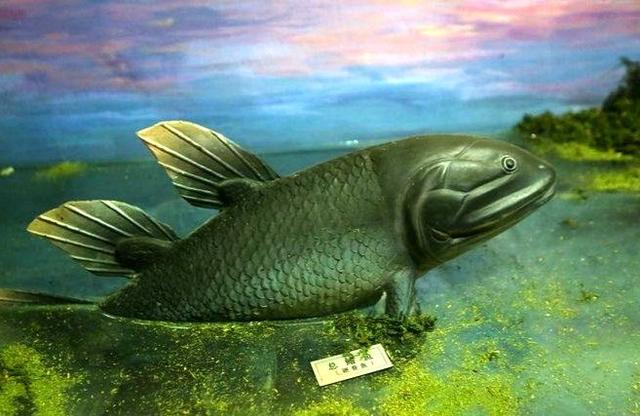 古生物学家认为总鳍鱼类中的骨鳞鱼是后来四足脊椎动物祖先,从已有的