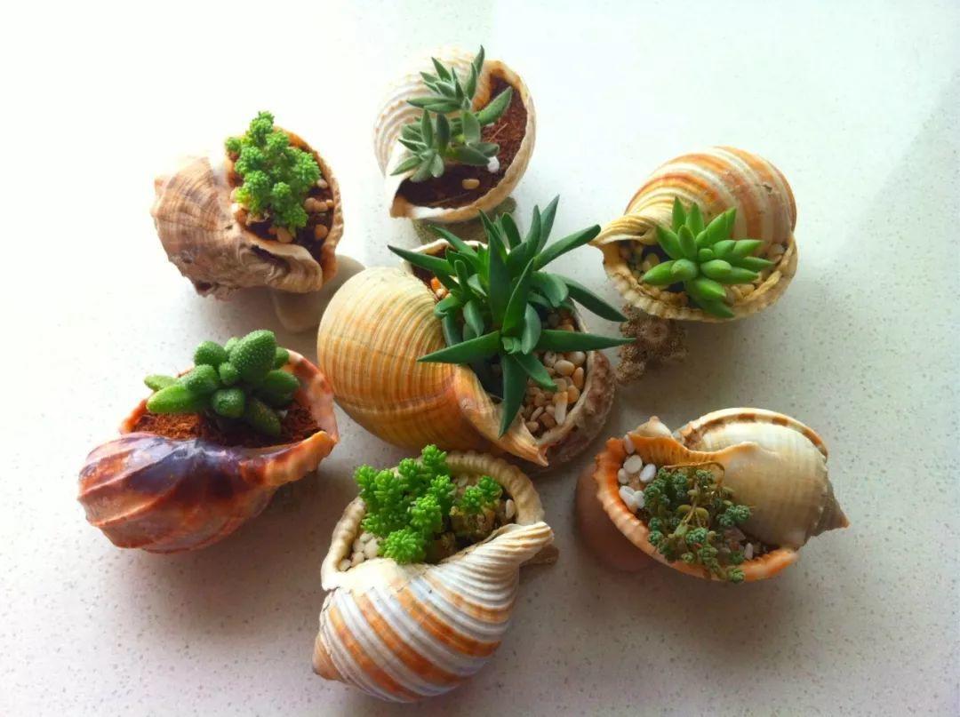 怎么样看到这些精致的贝壳"小花盆"是不是心动了呢?