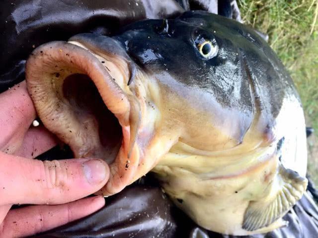亚洲鲤鱼泛滥把美国人逼疯?我有一个坏主意