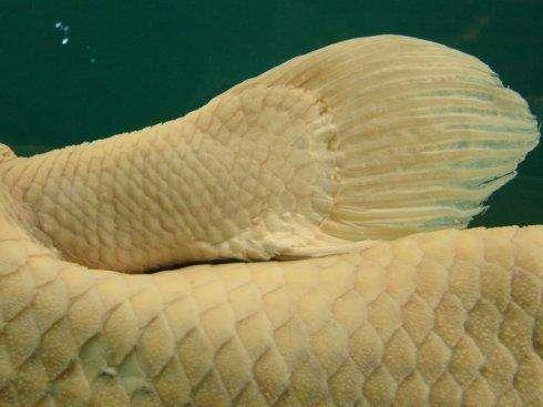 古生物学家认为总鳍鱼类中的骨鳞鱼是后来四足脊椎动物祖先,从已有的