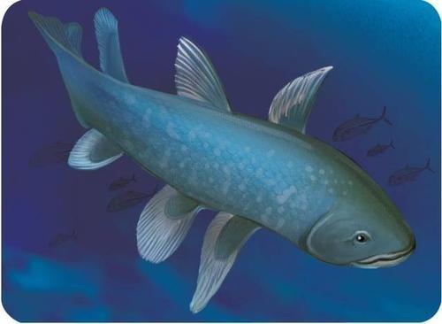 可能很多朋友对于总鳍鱼这种鱼很陌生,这种鱼类的确十分少见,它属于