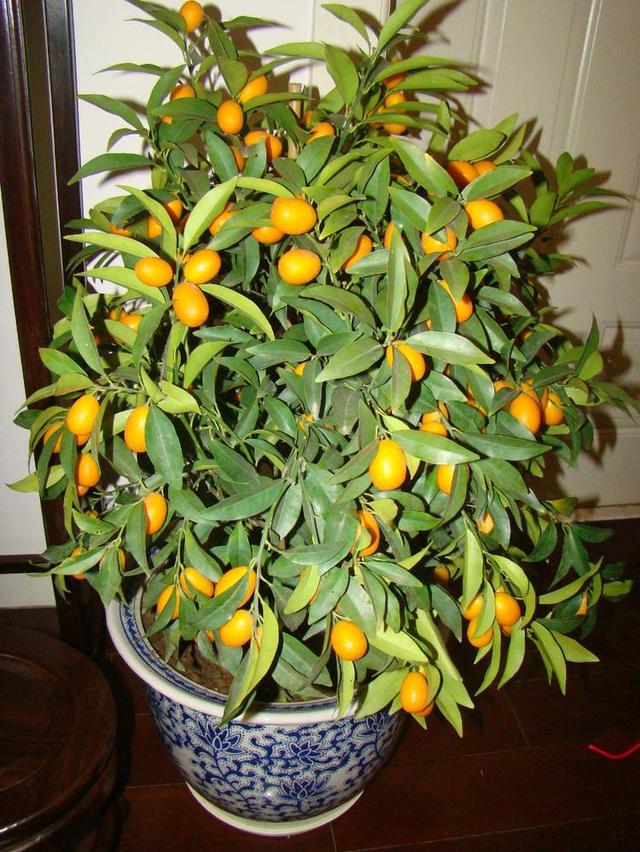 冬天金橘格外受欢迎!家养一盆金橘盆景,寓意好,观赏性强!