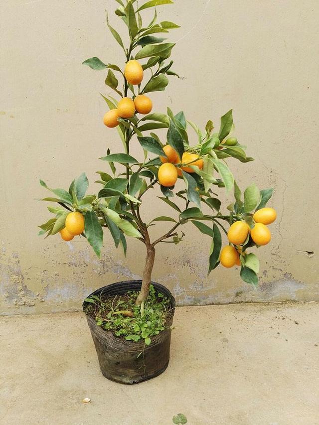 冬天金橘格外受欢迎!家养一盆金橘盆景,寓意好,观赏性强!