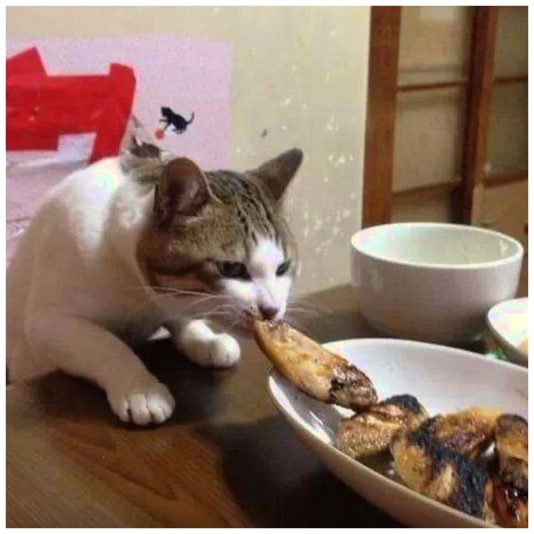 家里准备丰盛大餐,猫咪想提前试试味,主人笑喷:你还挺会吃
