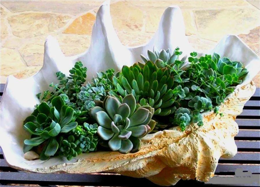 威海00后小姑娘用贝壳养多肉造型精巧可爱你心动了吗