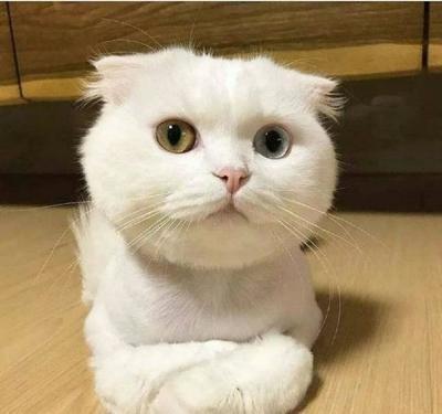 猫咪为什么喜欢揣手手，其实是个习惯，大猫也会这样哦|猫咪|大猫|关节_新浪新闻