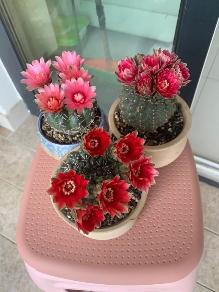 绯花玉冬季要怎么养