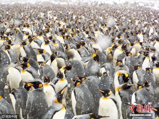  资料图：帝企鹅。图片来源：视觉中国