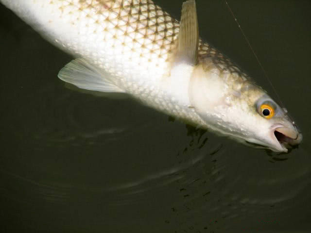淡水|鲻鱼|鲻_新浪新闻