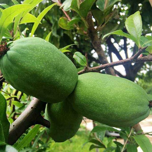 宣木瓜搭配什么药材泡酒好木瓜泡酒配方推荐