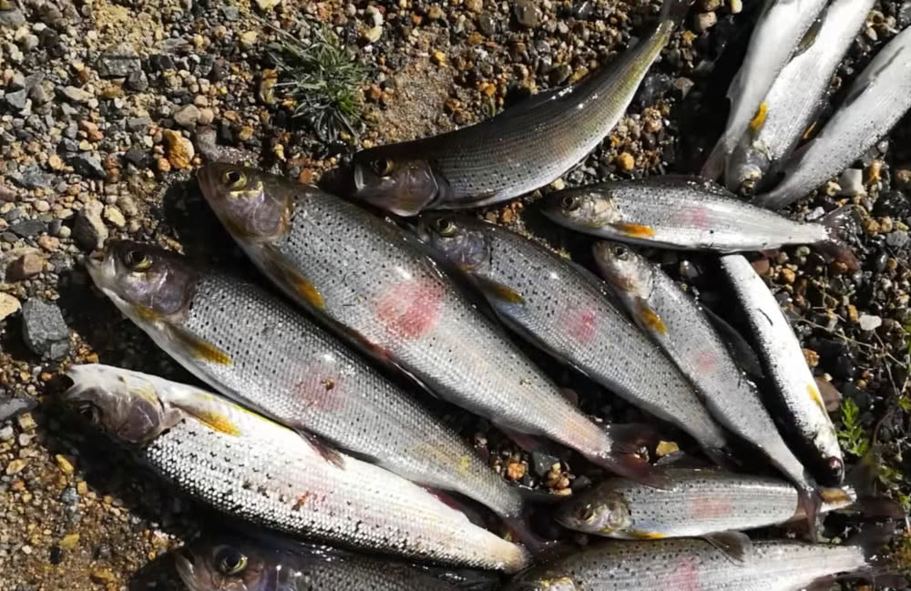 河流中都有花翅子的存在,只可惜现在阿勒泰不让钓细鳞鲑和花翅子鱼了