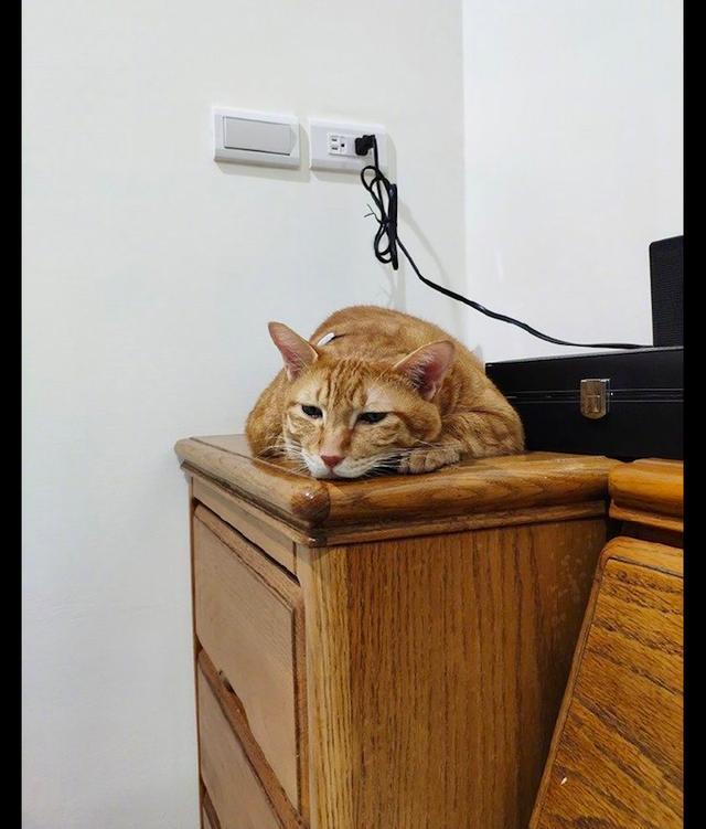 猫咪趴在桌子上无精打采,表情也是很伤心的样子,是抑郁了吗?