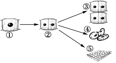 细胞分裂分化过程 资本论第一卷核心内容