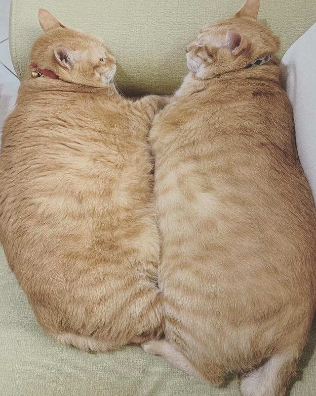 橘猫兄妹被养成大肥猪主人甩锅是易胖体质跟我无关