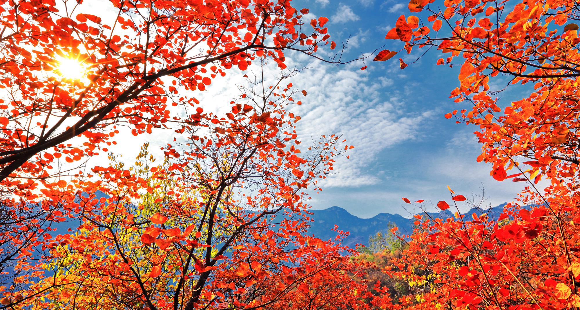 秋天赏红叶!房山坡峰岭红叶节,一起去赏万亩红叶盛宴!__财经头条